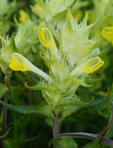 Image of Melampyrum barbatum by (c) Patrick Hacker, some rights reserved (CC BY)
