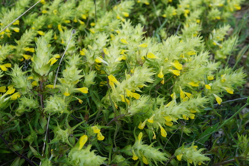 Image of Melampyrum barbatum by (c) Patrick Hacker, some rights reserved (CC BY)