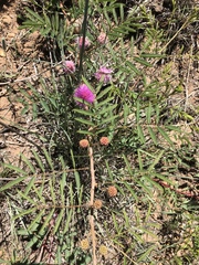 Mimosa rupertiana
