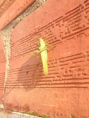 Tettigonia viridissima