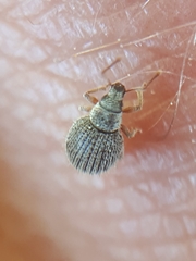 Brachysomus echinatus