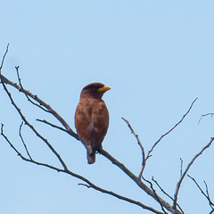 Eurystomus glaucurus