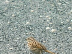Melospiza melodia image