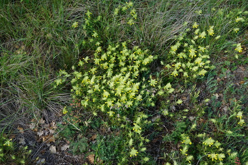Image of Melampyrum barbatum by (c) Patrick Hacker, some rights reserved (CC BY)