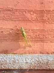 Tettigonia viridissima