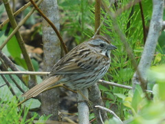 Melospiza melodia image