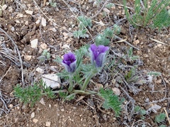 Pulsatilla bungeana