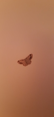 Idaea trigeminata