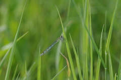 Coenagrion ornatum