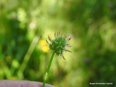 Trifolium strictum