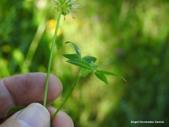 Trifolium strictum