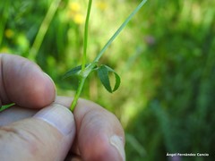 Trifolium strictum