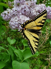 Papilio canadensis