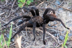 Aphonopelma anax