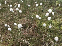 Eriophorum chamissonis