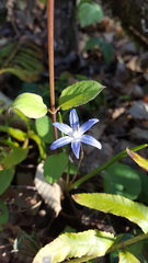 Scilla forbesii