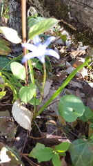Scilla forbesii