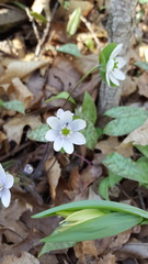 Hepatica acutiloba