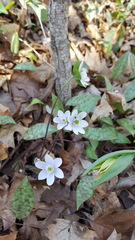 Hepatica acutiloba