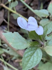 Hypoestes triflora