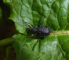 Otiorhynchus gemmatus