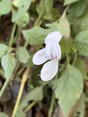 Hypoestes triflora