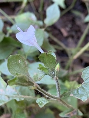 Hypoestes triflora