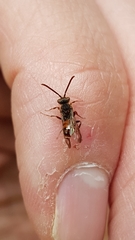 Nomada