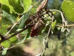 Piezogaster indecorus
