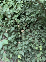 Spiraea × vanhouttei