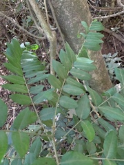 Cnestis polyphylla