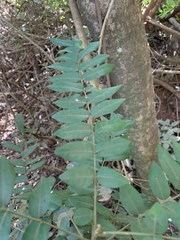 Cnestis polyphylla