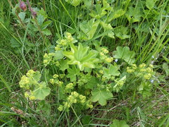 Alchemilla sarmatica