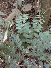 Cnestis polyphylla