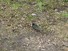 Sturnus vulgaris