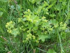 Alchemilla sarmatica