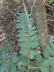 Cnestis polyphylla
