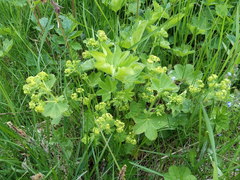 Alchemilla sarmatica