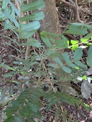 Cnestis polyphylla