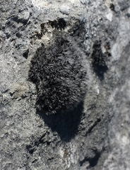 Grimmia tergestina