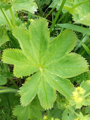 Alchemilla sarmatica