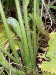 Alchemilla sarmatica