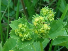 Alchemilla sarmatica