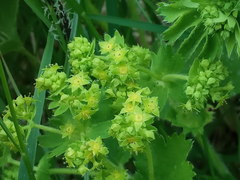 Alchemilla sarmatica