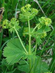 Alchemilla sarmatica