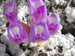Astragalus argophyllus argophyllus