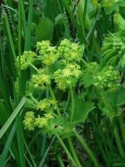 Alchemilla sarmatica