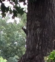 Dryocopus pileatus
