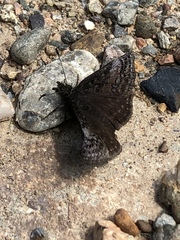 Erynnis icelus image