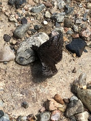 Erynnis icelus image